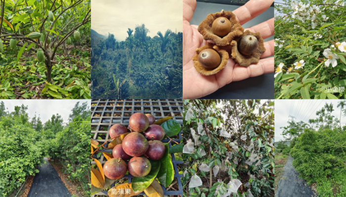 台灣原生種果樹-經濟農產與市場農業的思辨-從體驗中實踐ESG  嘉恩實驗農場觀摩與交流