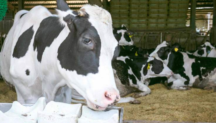 台灣也有減碳牛奶？！四方乳品以畜牧為本，與環境共生