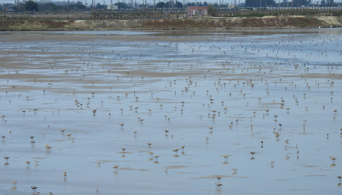 把水找回來 「虹吸管」現身布袋廢鹽田 復育濕地打造候鳥棲地