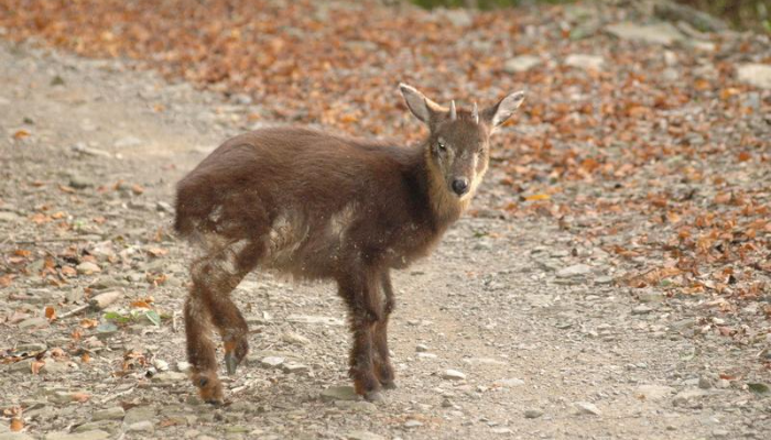 「愛我就不要靠近！」山羊、水鹿、獼猴，野生動物暗藏的人畜共通病原