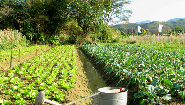 2040年農業淨零起跑 碳權、碳足跡怎麼算？ 擴及食物生產體系是挑戰