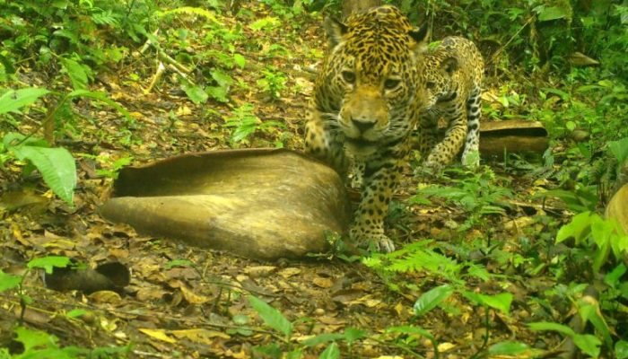 保育計畫飄香 哥倫比亞「美洲豹友善咖啡」認證 農民與大貓都獲益