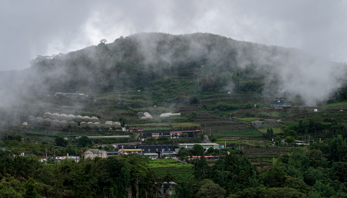 在雲霧中尋找未來──氣候暖化下，阿里山高山茶的存續問題