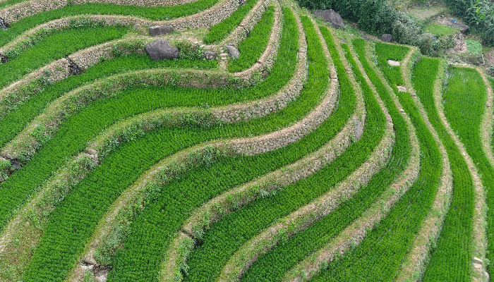 復刻石門區嵩山百年水梯田地景 創新價值獲第22屆工程金質獎!