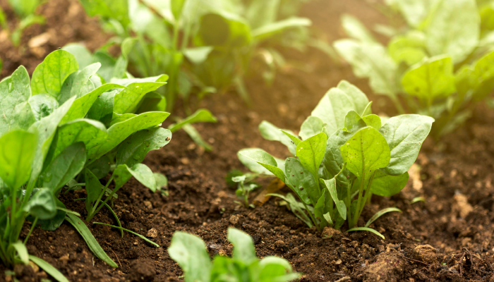 從硝酸鹽減量開始　為土壤儲蓄健康未來