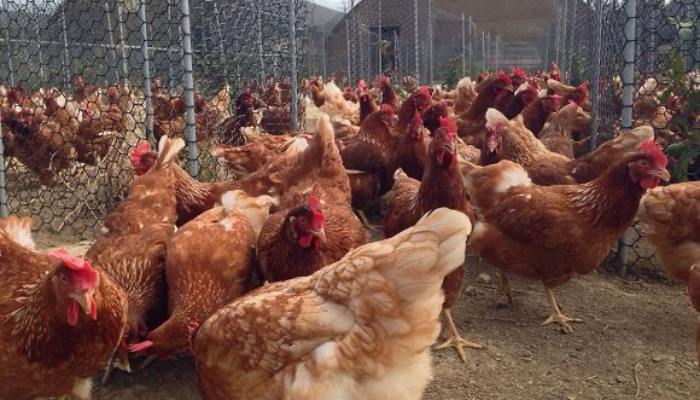人道飼養不壓迫 有機農法來養雞