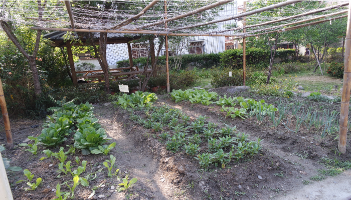 成為活力的來源——籃城公園菜園的動員行動 