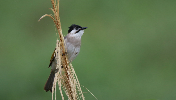 首份鳥類國家報告出爐 揭開台灣674野鳥族群趨勢