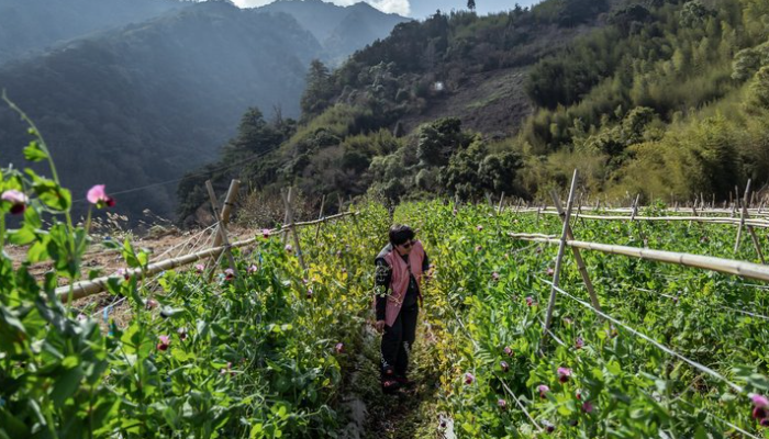 田埔部落黑柿蕃茄和復育小米傳奇，以經濟自主抗拒賣地誘惑