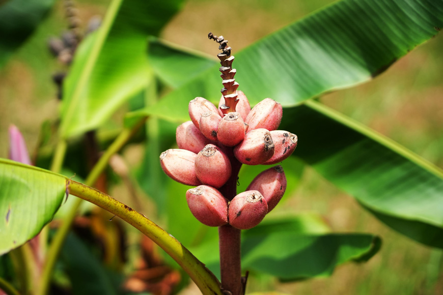 觀賞蕉因特色部位不同，分為觀花、觀葉、觀果型香蕉。