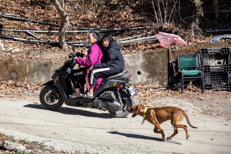 當土地足以養家、部落改善經濟狀況，年輕人自然願意留下來耕種。（攝影／鄭宇辰）