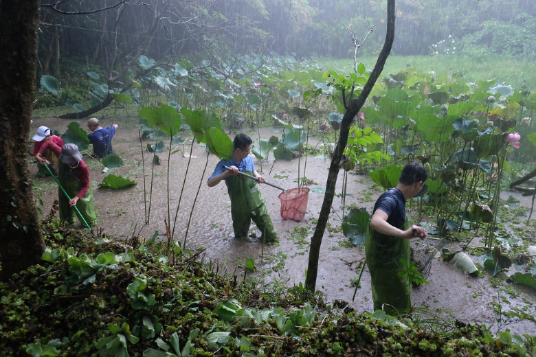 志工在傾盆大雨中，仍賣力清除了大半的外來種水生植物