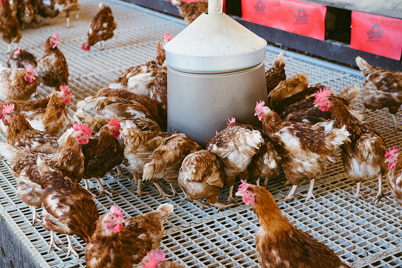 放置於高床的飼料盆。