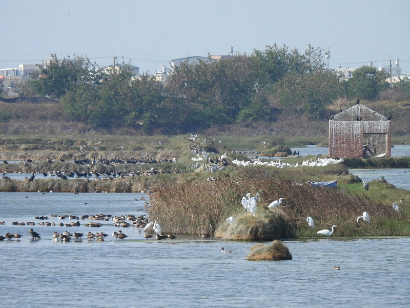 布袋鹽田濕地九區從兩年前開始面臨乾涸危機（上圖），對比缺水前（下圖）仿若兩個世界。圖片提供：高雄鳥會