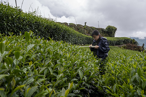 黃倬英研究團隊在嘉義阿里山區茶園實地測量與蒐集數據。（攝影／林彥廷）