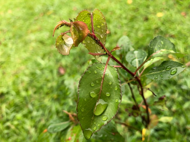 帶著雨水的鳥梨，是居民指定樹種，期待開花招蜂引蝶，長大結實提供鳥類食物來源，帶動一連串生態系