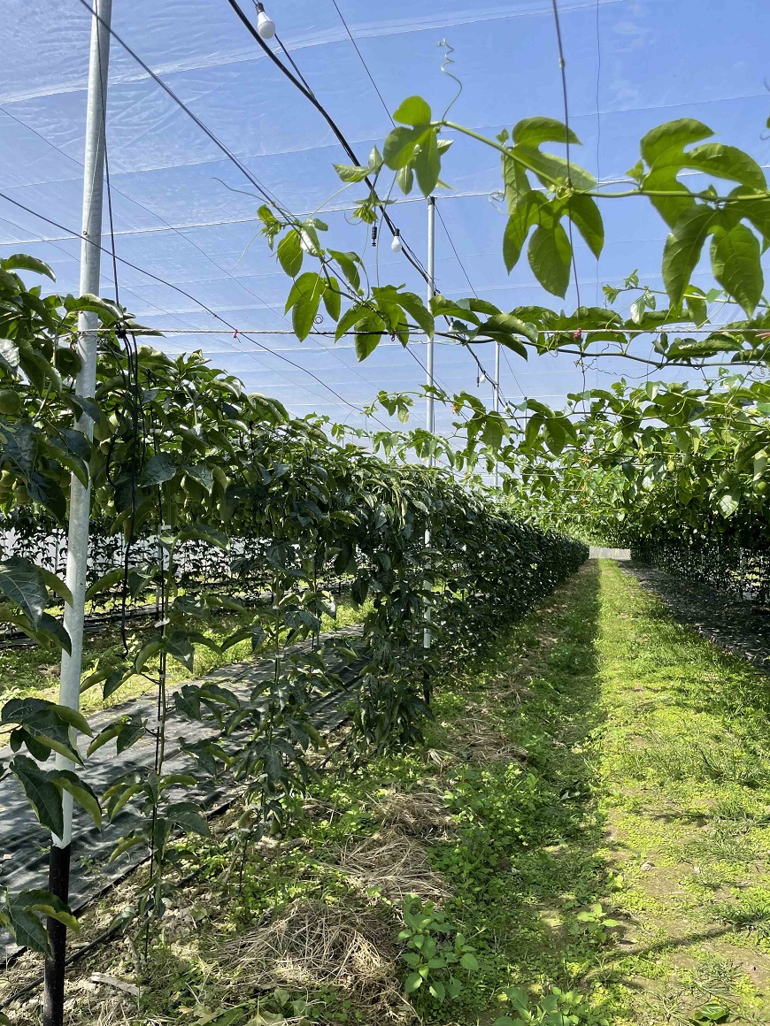 東山生產合作社的屏東產區使用燈照調節百香果產期，避開雨季。