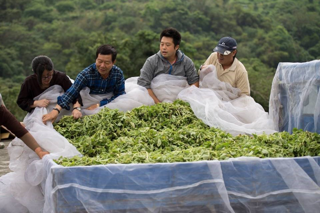 陳人鼎回到家鄉臺東東河鄉尚德村發展香草事業，從農業種植到香草加工，進而創造香草保養品產業鏈