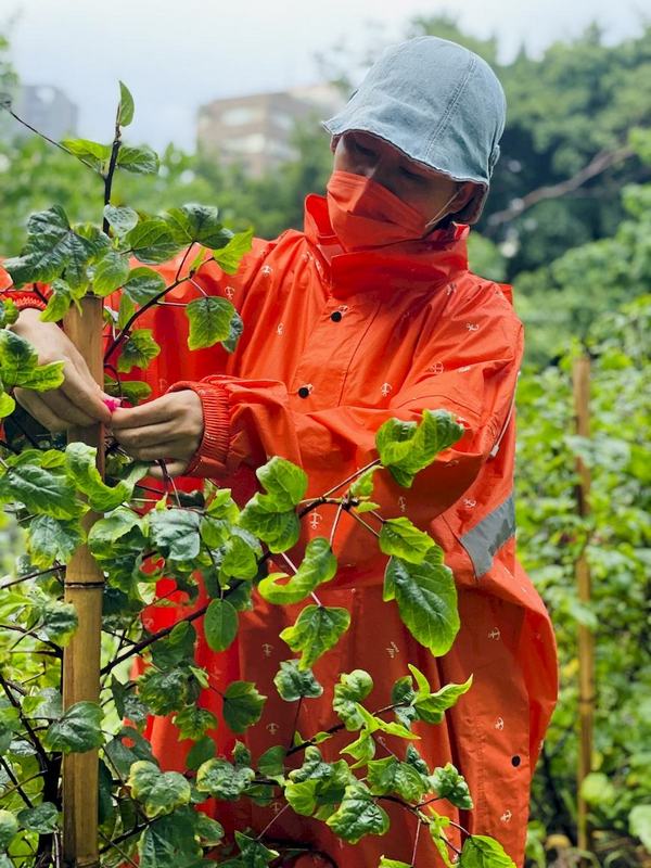 果園遇雨土鬆，季勳重整支架讓植物攀藤。