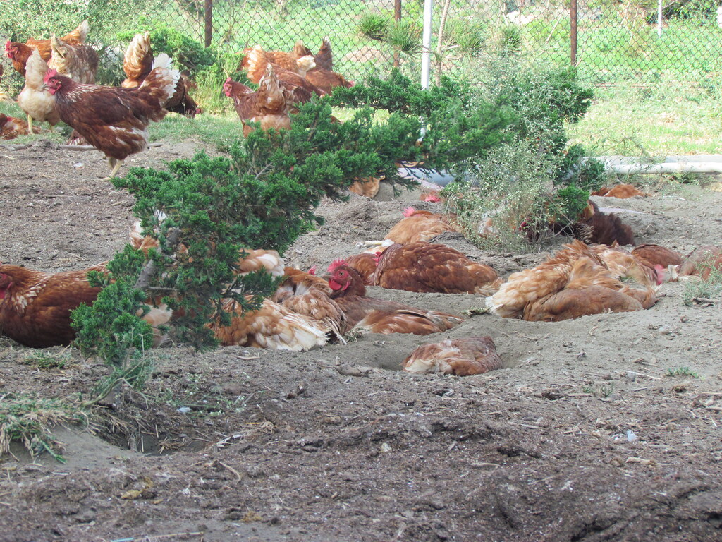 友善養殖的蛋雞沙浴區。圖片來源：動社提供。