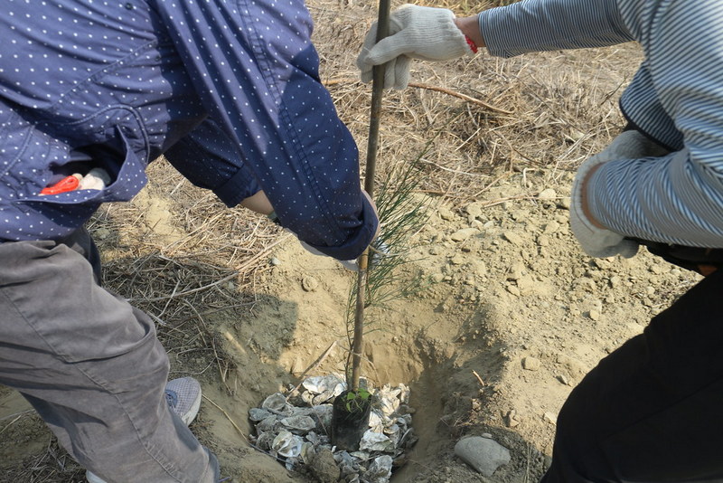 進行濕地林帶營造，不僅能保護鳥類不受驚嚇，民眾於布袋生態園區中散步時，也能近距離觀察鳥類。 攝影：黃梅舒