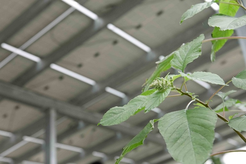 天空十號為屋頂菜園提供遮蔭，菜園種植野莧、龍葵等可食性植物。