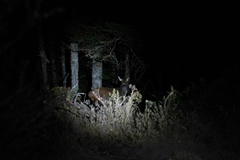 夜間出來活動覓食的台灣水鹿。（攝影／謝佩穎）