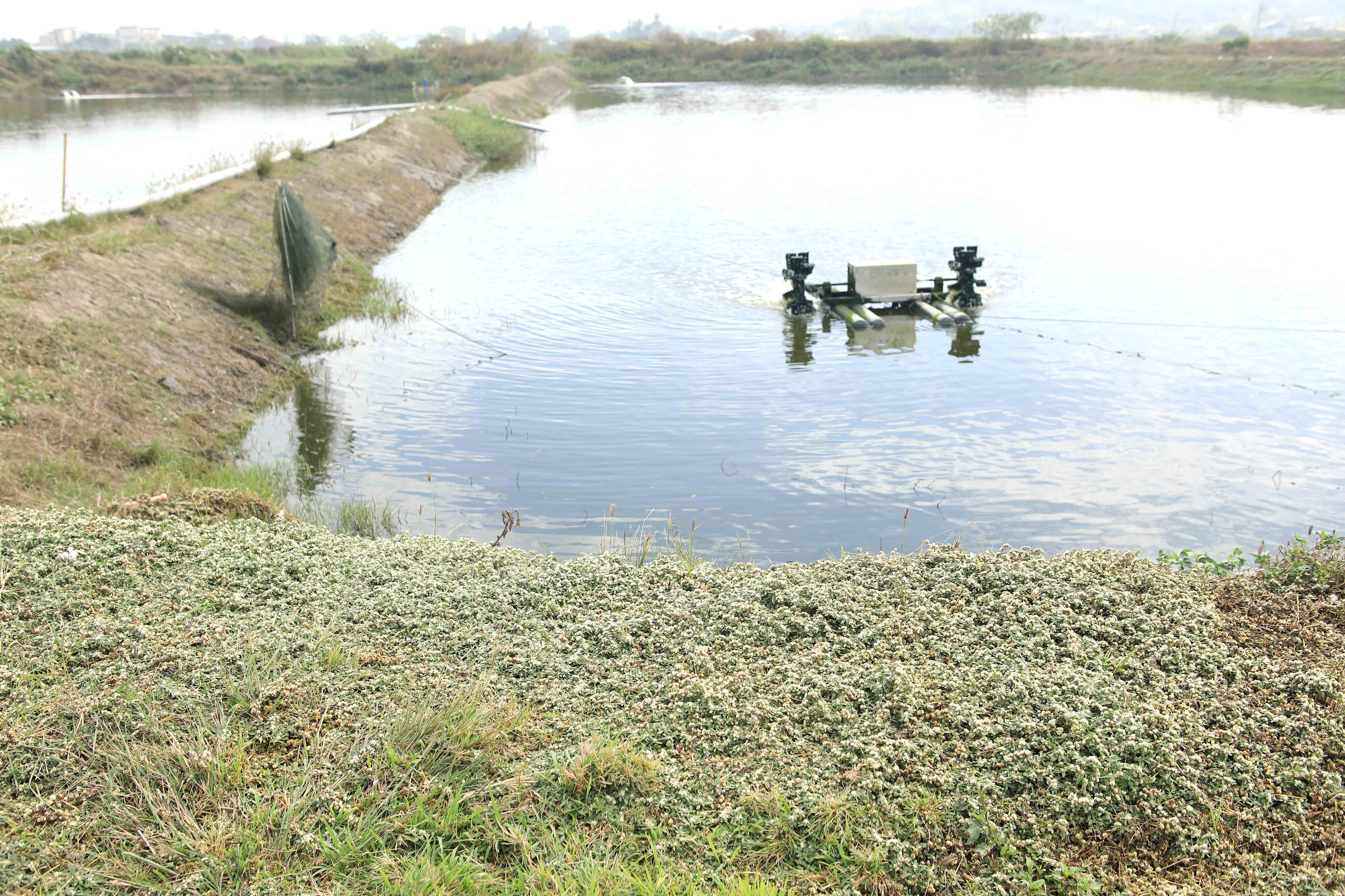 六公頃的養殖池區是主生產場，引入海水養殖，魚蝦肉質扎實。