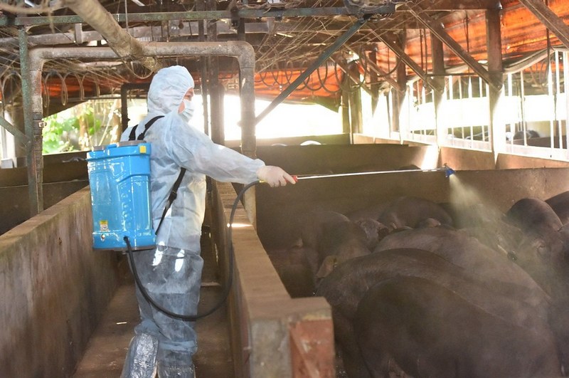 2021年9月我國為防堵非洲豬瘟禁止廚餘進入豬隻飼養場所。圖片來源：行政院