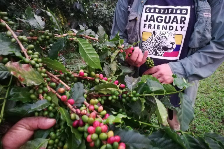 美洲豹友善認證的咖啡農必須混種各種耐陰樹。圖片來源：ProCAT
