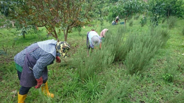 尚德村的香草田，除了提供製造香草加工產品，也發展休閒農業