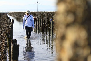 《退潮》記錄彰化西南角海域、最後一片完整的泥灘地。