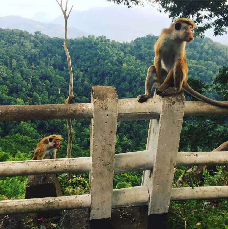 斯里蘭卡特有種蘭卡獼猴（Toque macaques ）在通往舊首都康提（Kandy）的路上