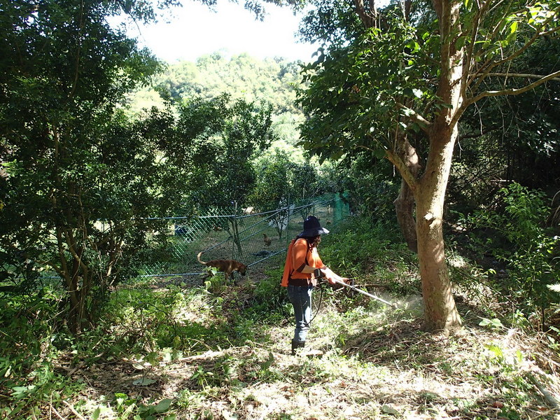 「連根香農場」雖不常除草，果樹仍然健壯，去年開始開放遊客採果。攝影：曾建偉