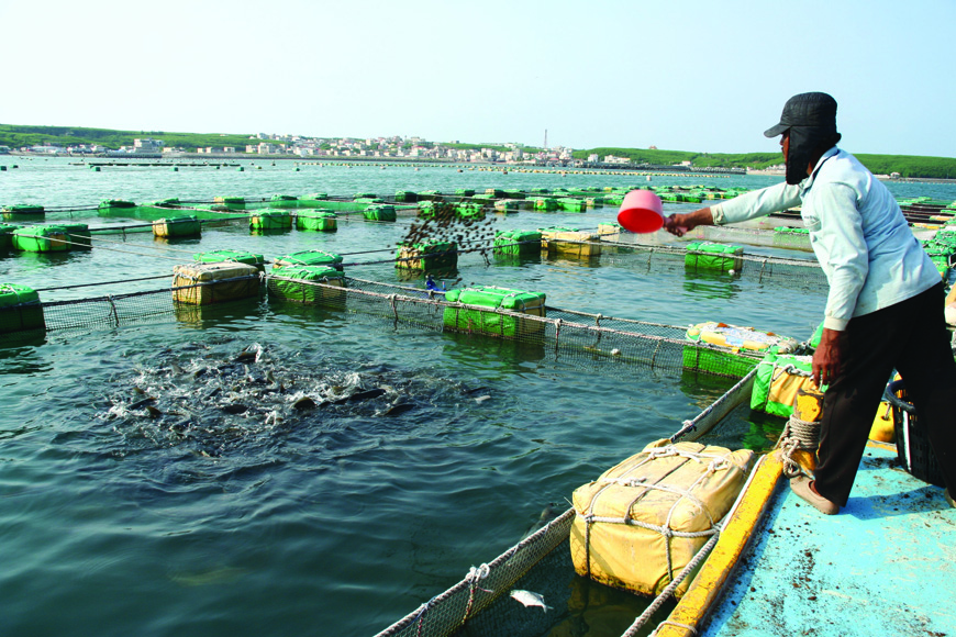 設置於澎湖外海的箱網養殖，利用天然海水，供給海魚最佳養殖環境。(照片提供／湧升海洋)