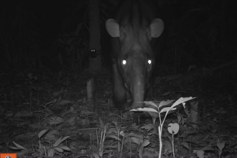 自動照相機捕捉到貘的身影。圖片來源：ProCAT