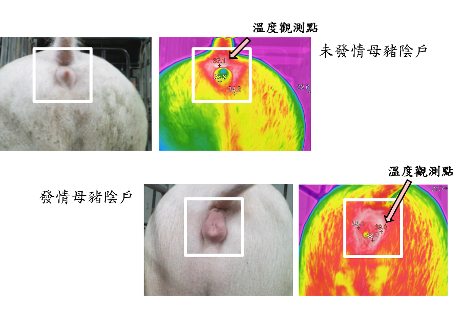 圖二：未發情與處於發情期母豬陰戶外觀及陰戶溫度和體側溫度紅外線影像及一般可見光影像。（影像來源：邱奕志特聘教授）